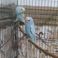 جفت مرغ عشق رینبو و سرلاکی  پروانه ای|پرنده|ایرانشهر, |دیوار