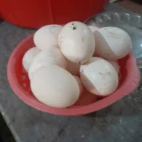 تخم مرغ|خوردنی و آشامیدنی|اهواز, ملاشیه|دیوار