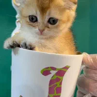 گربه اسکاتیش گلد ny11 و ny12