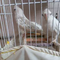 عروس هلندی البینو دوکت|پرنده|اصفهان, شهید رجایی|دیوار