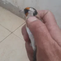 جوجه سهره نر سال