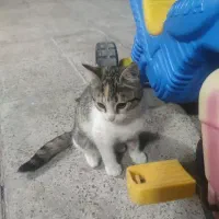 حمایت از گربه ها(سرپرستی)|گربه|تهران, پونک|دیوار