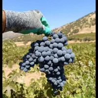 هرس باغ انگور