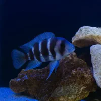 گله فرانتوزا و لوچ دلقک