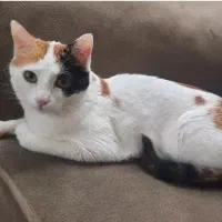 واگذاری گربه ماده