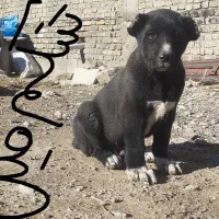 واگذاری قهدرینجونی ذات دار|سگ|حسن آباد, |دیوار