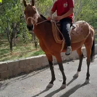 ترکمن