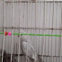 یک. عروس هلندی ماده