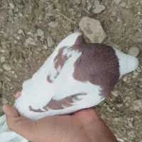 کبوتر طوقی|پرنده|کازرون, |دیوار