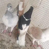 کفتر پلاس و طوقی
