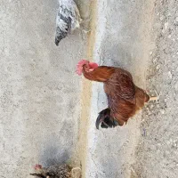 جوجه خروس محلی