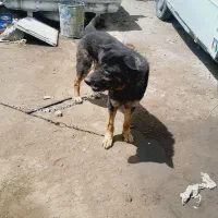 ژرمن شپردموبلند .نر