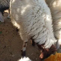 بره|حیوانات مزرعه|چوار, |دیوار