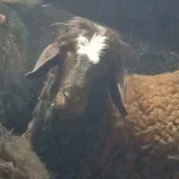 قوچ افشار و دورگ افشار با قد ۱ متر