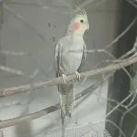 دو تا عروس هلندی بالغ و سه جوجه