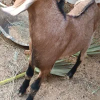 گوسفند