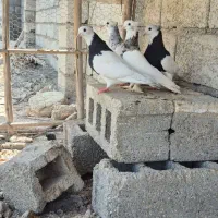 کبوتر|پرنده|مهران (هرمزگان), |دیوار