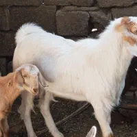 نری|حیوانات مزرعه|بم, |دیوار