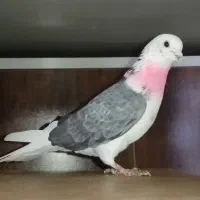 4تا نر تیرماهی|پرنده|قم, زند آباد|دیوار