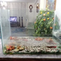 آکواریوم سالم