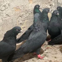 کبوتر|پرنده|جلفا, |دیوار