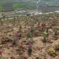 زمین مسکونی در حسیوند