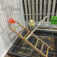 پرنده|پرنده|اقبالیه, |دیوار