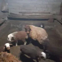 جفتی ۵۵ ملیون|حیوانات مزرعه|سرعین, |دیوار