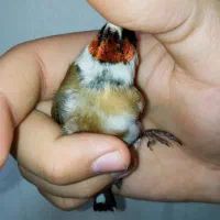 سهره نر طوق دار بخون