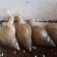 چهار عدد حلزون بل باکس و خاک