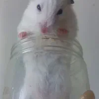 همستر زیبا و رام