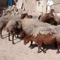 میش ‌مهربان آبستن درجه یک باب خانه دار|حیوانات مزرعه|خنداب, |دیوار