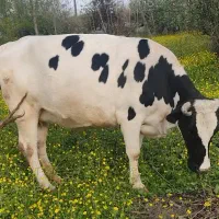 گاو گمشده|حیوانات|رشت, یخسازی|دیوار