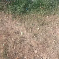 یونجه لشکری