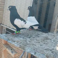 کفتر نر و ماده سینه