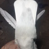 فروش کبوتر|پرنده|نگار, |دیوار