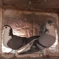 کفتر دمگیر خرقه بدرنگ فیروزه ای|پرنده|اصفهان, کوی امیریه|دیوار