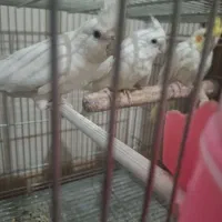 عروس هلندی البینو|پرنده|قم, شهر قائم|دیوار