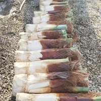 قطع نخل با اره بنزینی ،،زارعی،،|خدمات باغبانی و درختکاری|بوشهر, |دیوار