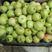 سیب بهاری
