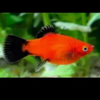 فروش ماهی گوپی|ماهی|کرمان, |دیوار