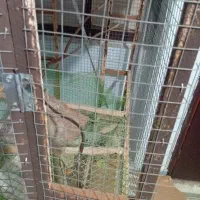 قفس پرنده سالم بزرگ