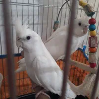 طوطی عروس البینو بدون لپ نر