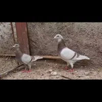 کبوتر
