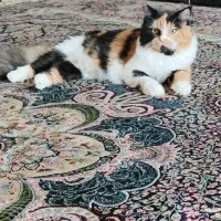 فروش گربه پرشین|گربه|کرمان, |دیوار