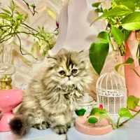 گربه|گربه|شیراز, شهرک گلدشت حافظ‎|دیوار