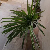 گلدان|گل و گیاه طبیعی|باغستان, |دیوار