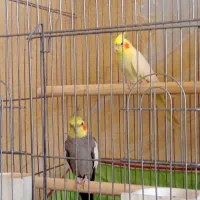 4جفت عروس هلندی مولد