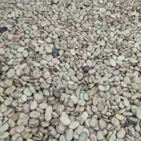 باقلا خارجی درجه 1