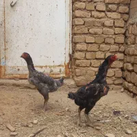 مرغ خروس لاری اشامو